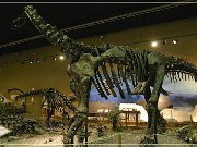 Wyoming Dinosaur Center