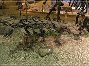 Wyoming Dinosaur Center
