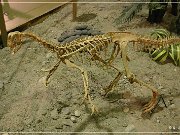 Wyoming Dinosaur Center