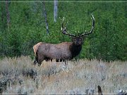 Elk