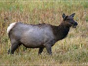 Elk