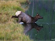Elk