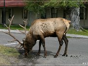 Elk
