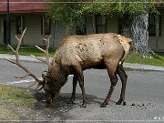 yellowstone_np_076