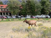 Elk