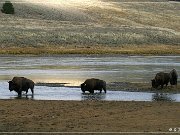 Buffalo