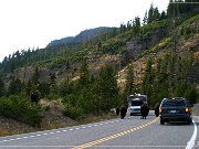 Buffalo