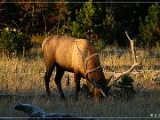 Elk