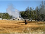 Buffalo