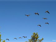 Geese