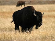 Buffalo