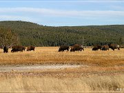 Buffalo