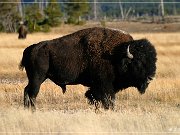 Buffalo