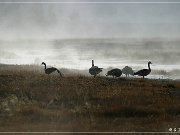 Geese