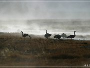 yellowstone_np_086