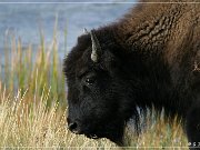 Buffalo
