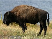 Buffalo