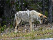 Coyote