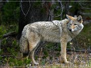 Coyote