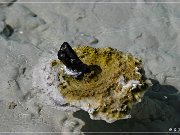 West Thumb Geyser Basin