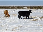 Winter - Three Creek Road