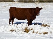 Winter - Three Creek Road