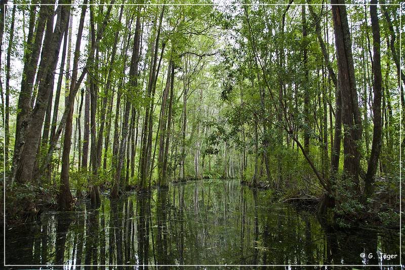 okefenokee_swamp_02.jpg