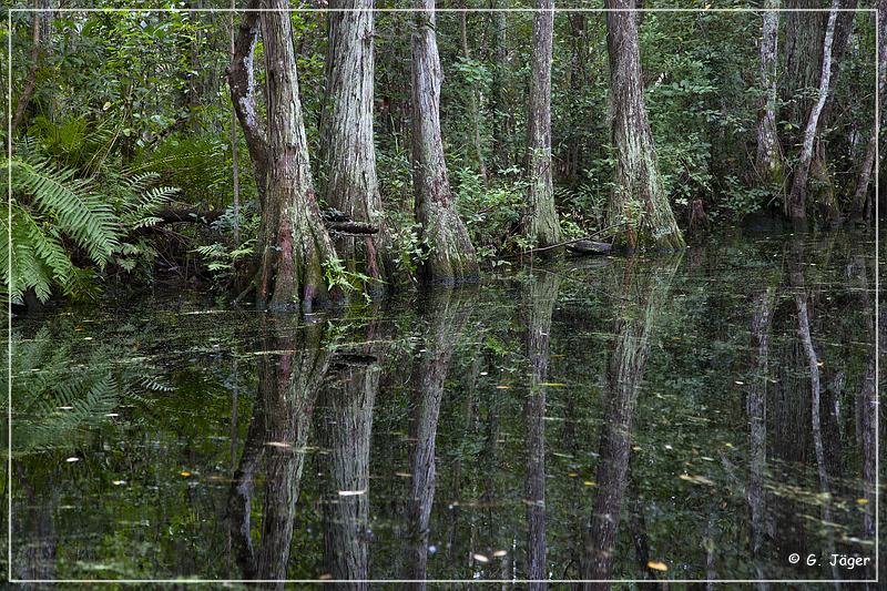 okefenokee_swamp_03.jpg