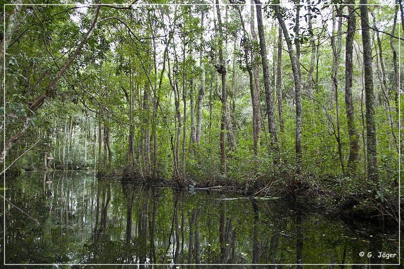 okefenokee_swamp_04.jpg