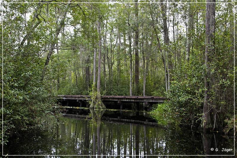 okefenokee_swamp_07.jpg