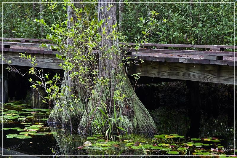 okefenokee_swamp_08.jpg