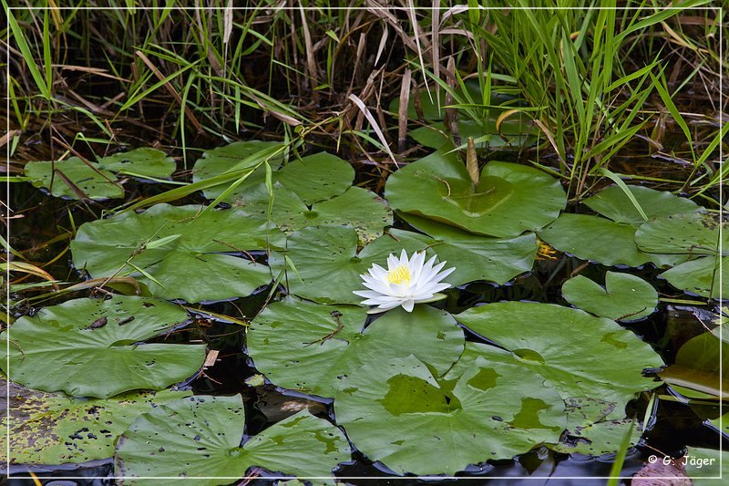 okefenokee_swamp_09.jpg