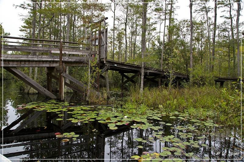 okefenokee_swamp_10.jpg