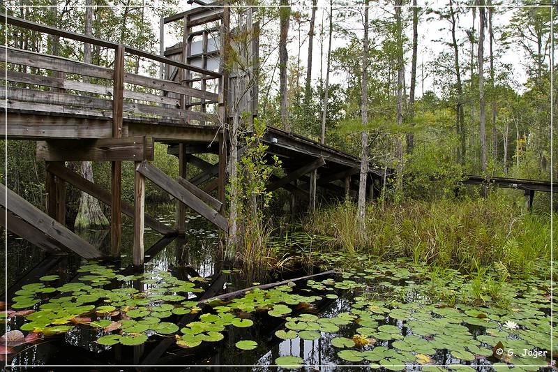 okefenokee_swamp_11.jpg