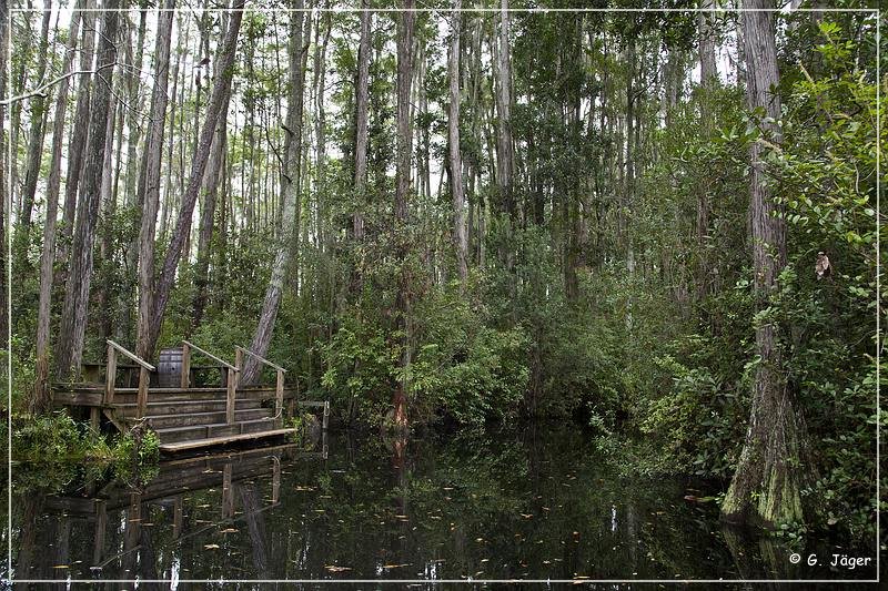 okefenokee_swamp_12.jpg