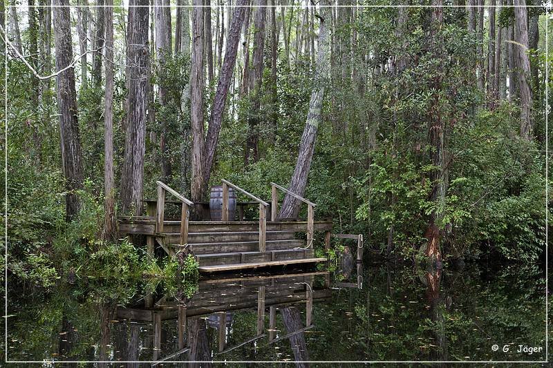 okefenokee_swamp_13.jpg