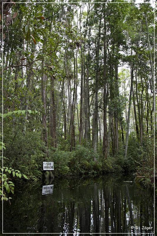 okefenokee_swamp_14.jpg