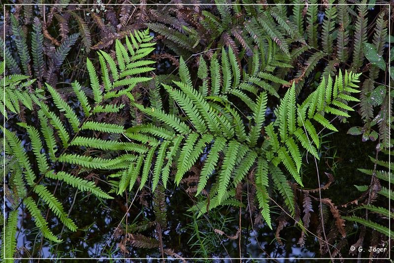 okefenokee_swamp_16.jpg