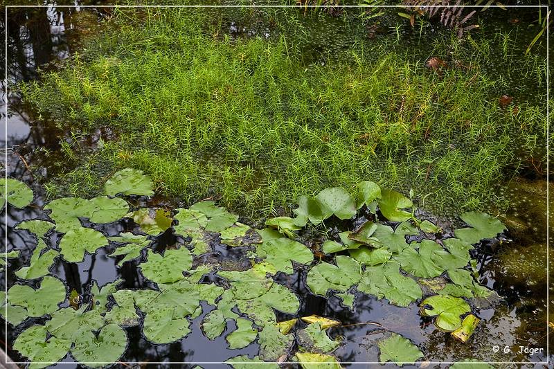 okefenokee_swamp_18.jpg