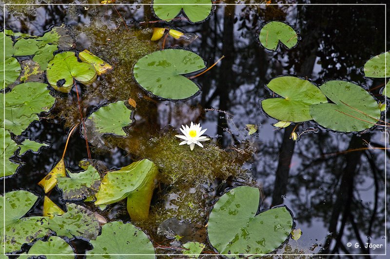 okefenokee_swamp_19.jpg