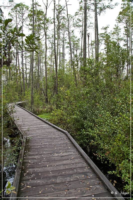 okefenokee_swamp_21.jpg