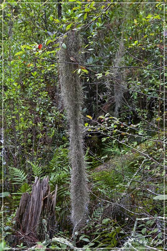 okefenokee_swamp_22.jpg