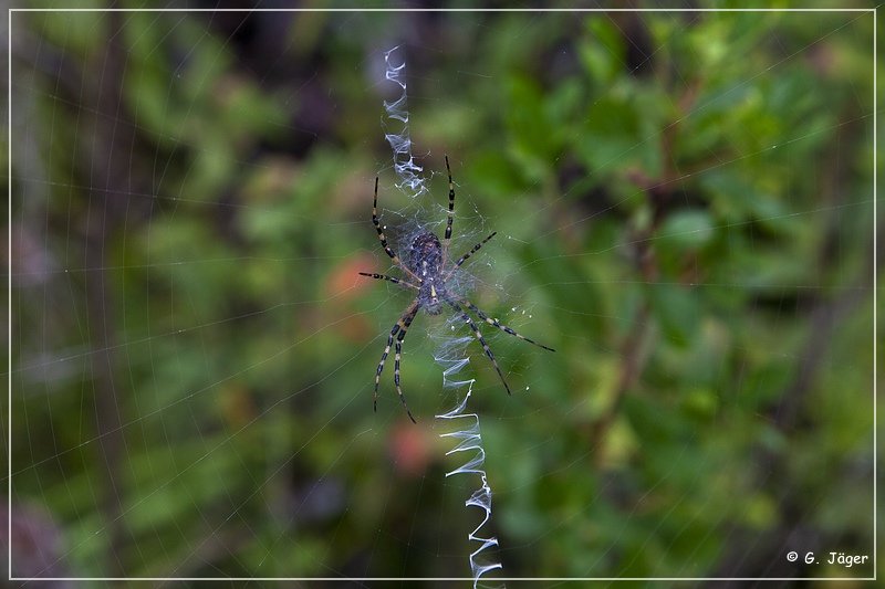 okefenokee_swamp_23.jpg