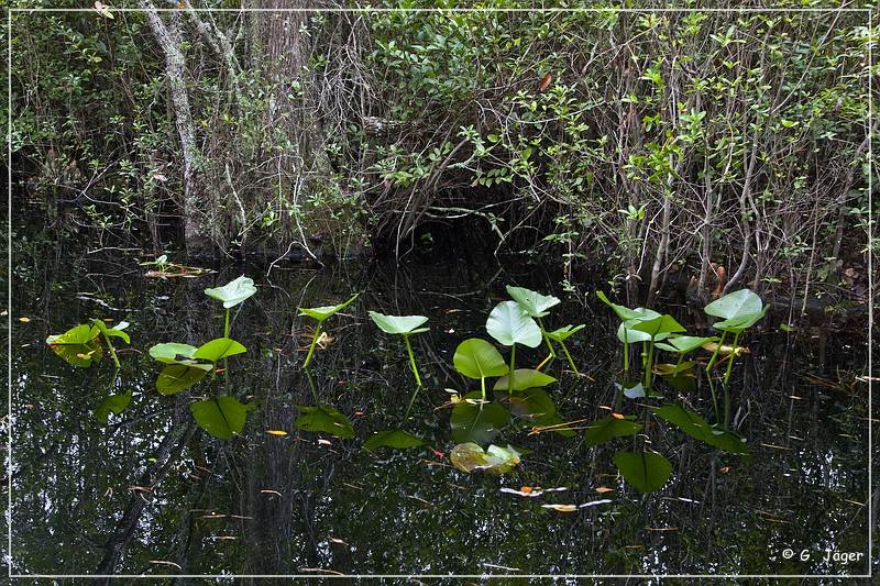 okefenokee_swamp_24.jpg