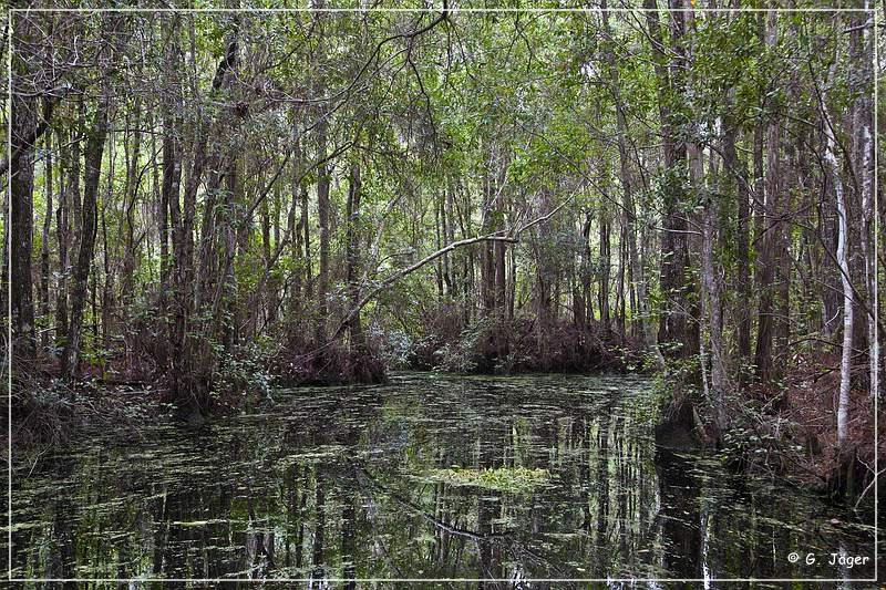 okefenokee_swamp_26.jpg