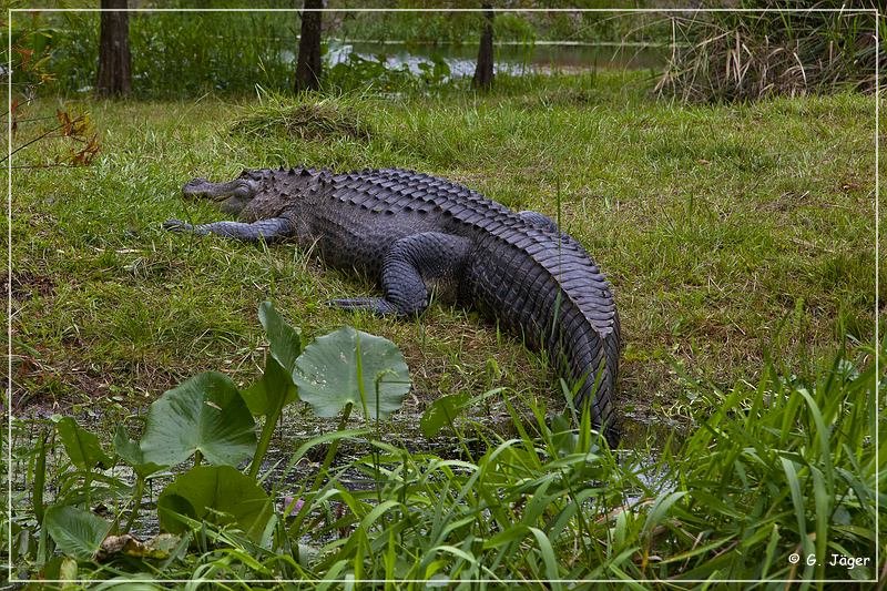 okefenokee_swamp_27.jpg