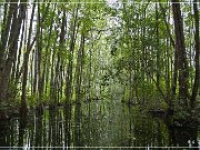 okefenokee_swamp_02