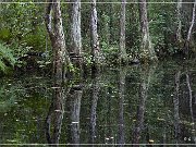 okefenokee_swamp_03