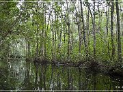 okefenokee_swamp_04