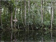 okefenokee_swamp_05